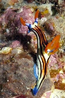 Images Dated 11th July 2006: Purple-lined Nembrotha Nudibranch
