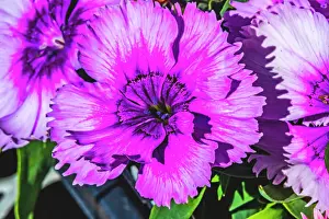 Purple Lobelia, Bellevue, Washington State Date: 04-02-2021