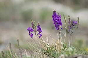 Images Dated 6th July 2012: Purple Locoweed