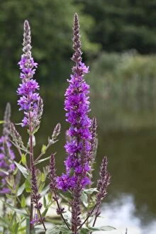 Images Dated 15th July 2012: Purple Loosestrife