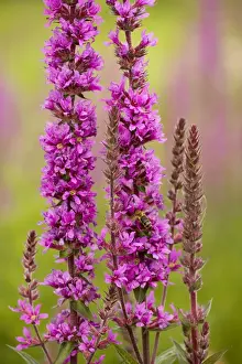 Purple Loosestrife (Lythrum salicaria) in flower. Wetland plant