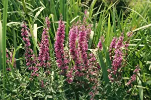 Loosestrife Prints: Purple Loosestrife Plant