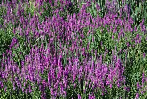 Loosestrife Prints: Purple Loosestrife Southern Maine, USA