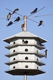 Images Dated 7th May 2013: Purple Martin (Progne subis) at nest box