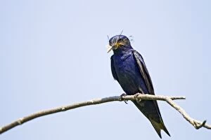 Images Dated 11th July 2011: Purple Martins - with food in beak in spring near