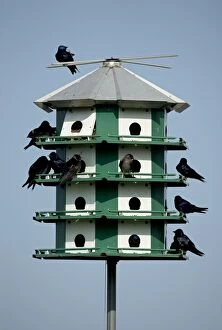 Purple Martins - On multicelled nesting house