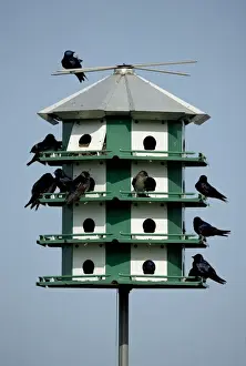 Nest Boxes Prints: Purple Martins - On multicelled nesting house - New York - USA