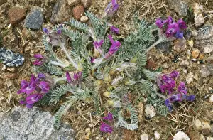Vetch Prints: Purple Milk-Vetch Plant ROG 10988 Rare