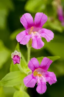 Cascades Prints: Purple Monkeyflower / Lewis's Monkeyflower - Mount Rainier National Park