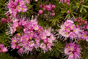 Images Dated 15th July 2008: Purple Mountain Heath (Phyllodoce breweri) in masses near Winnemucca Lake in the Sierra Nevada