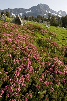Images Dated 15th July 2008: Purple Mountain Heath (Phyllodoce breweri) in masses near Winnemucca Lake in the Sierra Nevada