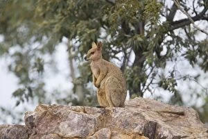 Images Dated 16th March 2011: Purple-necked Rock-Wallaby