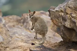 Purple-necked Rock-Wallaby - near Mt Isa at the water tower hill - Queensland - Australia