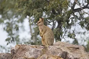 Purple-necked Rock-Wallaby - near Mt Isa at the water tower hill - Queensland - Australia