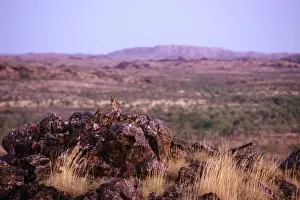 Wallabies Prints: Purple-necked Rock-wallaby - in shrub plain habitat