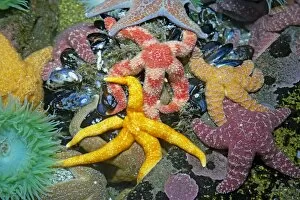 Echinoderms Gallery: Purple / Ochre Sea Star - with Giant Green Anemone (Anthopleura xanthogrammica)