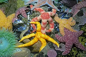Oregon Prints: Purple / Ochre Sea Star - with Giant Green Anemone (Anthopleura xanthogrammica)