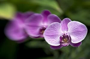 Delicate Gallery: Purple Orchid flowers