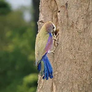 Rollers Prints: Purple Roller - with insect in beak