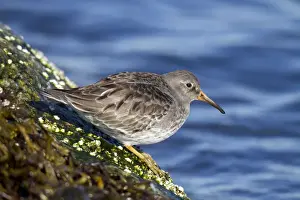 Sandpiper Prints: Purple Sandpiper - Barnegat Light - New Jersey - USA in February