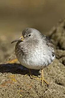 Images Dated 8th March 2010: Purple Sandpiper - at the coast