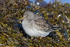 Sandpiper Prints: Purple Sandpiper - February - Barnegat Light - New Jersey - USA
