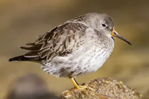 Sandpiper Prints: Purple Sandpiper - Penzance - Cornwall - UK