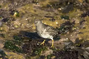Sandpiper Prints: Purple Sandpiper - standing on seaweed covered rock - Filey Brig - Yorkshire - UK