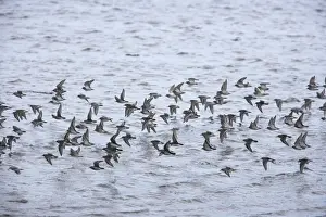 Purple Sandpiper - Winter flock in flight Calidris maritima Varanger Fjord, Norway BI013794