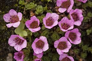 Images Dated 16th July 2006: Purple saxifrage