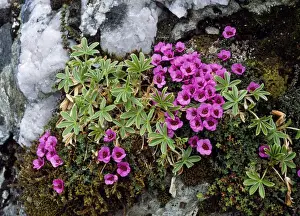 Saxifrage Prints: Purple Saxifrage - with Alpine Ladies Mantle Ben Lawers Mountain, Perthshire, Scotland