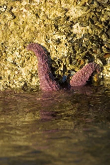 Purple sea star, Pisaster ochraceus, Stanley