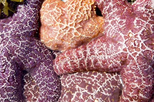 Purple sea stars, Asterias ochracea, Long