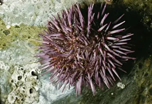Purple Sea Urchin KF 8672 USA. Strongylocentrotus purpuratus © Kenneth W. Fink / ARDEA LONDON