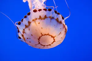 Jellyfish Prints: Purple-striped Jelly - Range
