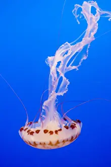 Purple-striped Jelly - Range: limited along coast of California - Pacific Ocean - USA - Photographed at Monterey Bay Aquarium - Monterey - California - USA