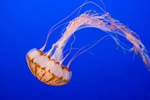 Purple-striped Jelly - Range: limited along coast of California - Pacific Ocean - USA - Photographed at Monterey Bay Aquarium - Monterey - California - USA