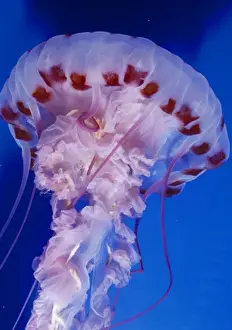 Jellyfish Prints: Purple-striped Jellyfish