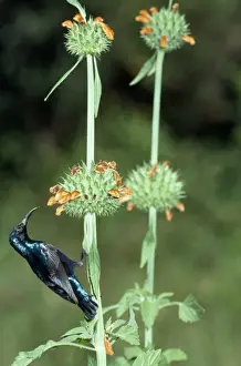 Drinking Nectar Prints: Purple Sunbird - male feeding - Sri Lanka