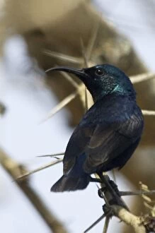 Images Dated 14th June 2005: Purple Sunbird - Perched on branch A widespread Indian resident found in open deciduous forest