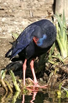 Images Dated 10th January 2005: Purple Swamphen. Coto Donana National Park - Spain