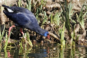 Images Dated 10th January 2005: Purple Swamphen. Coto Donana National Park - Spain