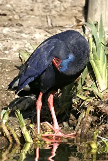 Swamphens Prints: Purple Swamphen. Coto Donana National Park - Spain