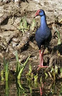 Purple Swamphen. Coto Donana National Park - Spain