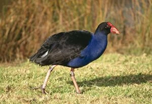 Images Dated 21st July 2004: Purple Swamphen Distribution: Africa, Europe, asia to Australia