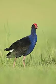 Images Dated 5th January 2007: Purple Swamphen Eastern form of large gallinule. Walking through grass near the waters edge