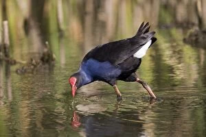 Images Dated 28th March 2008: Purple Swamphen - MacLeod's Morass at Bairnsdale, southern Victoria, Australia