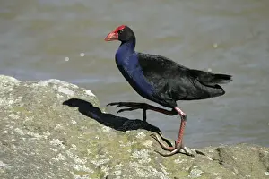 Purple Swamphen Near Henderson Creek, Auckland, New Zealand