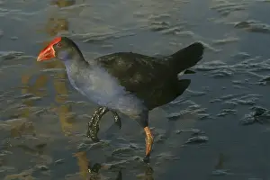 Purple Swamphen Near Sewage Ponds, Mt Isa, Queensland, Australia