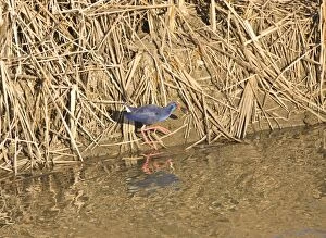 Images Dated 6th February 2008: Purple Swamphen with oyster La Janda Spain October